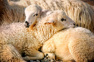 moutons-maison-de-mamoulia